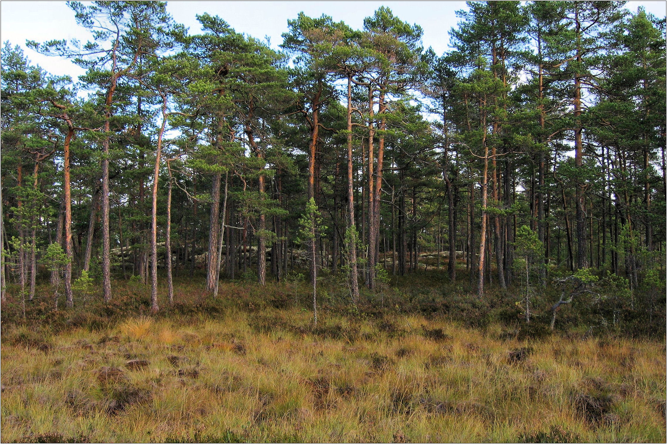 Pine forest on peatland at Getapulien-Grönbo